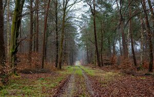 Rando du jeudi en forêt de Roumare (10 kms)