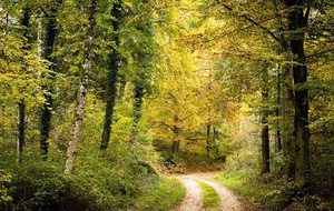 Rando du jeudi en forêt de Roumare (10 kms)