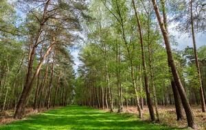 Rando du jeudi en forêt de Roumare (10 kms)