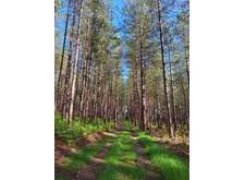 Rando labyrinthe en forêt de Roumare (10 kms)