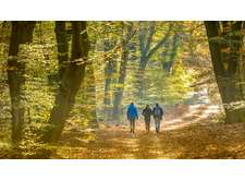 Rando du jeudi en forêt d'Eawy (10 kms)