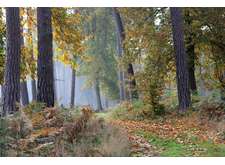 Rando du jeudi en forêt de Roumare (10 kms)